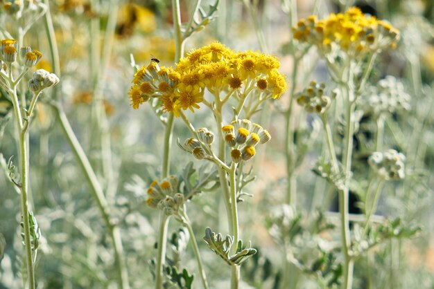 Flores de primavera en la naturaleza.