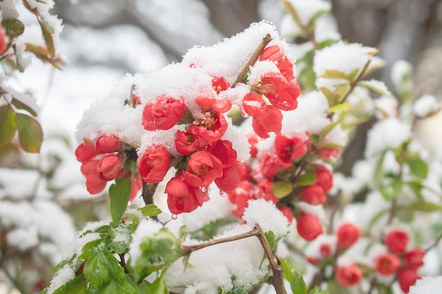 Flores de primavera bajo la nieve