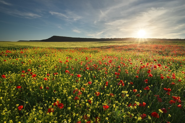 Flores de primavera en la pradera.