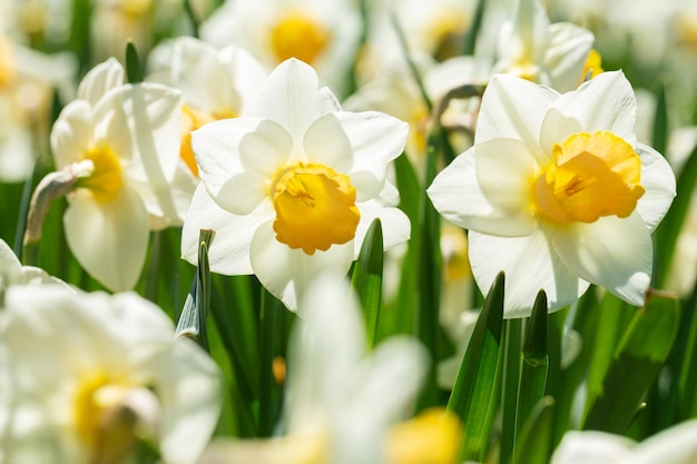 Flores de primavera Un primer plano de las flores de narcisos en un jardín