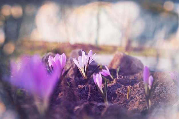 Flores de primavera, primer plano