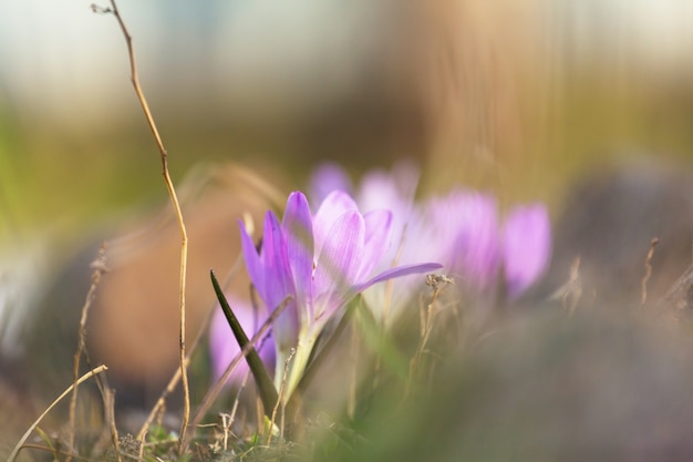 Flores de primavera, primer plano