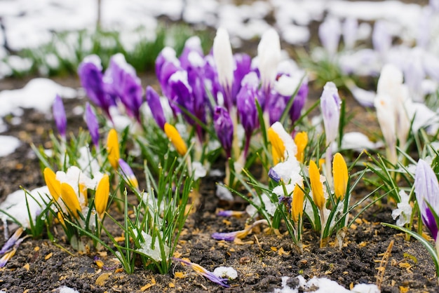 Flores de primavera que crecen azafranes y reactivación de la naturaleza.