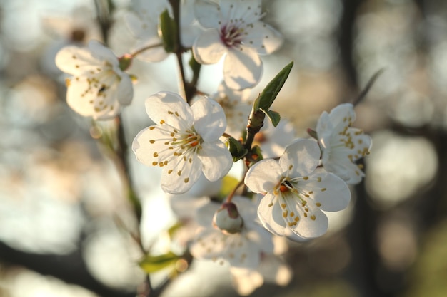 Flores de primavera que florecen en un árbol al amanecer