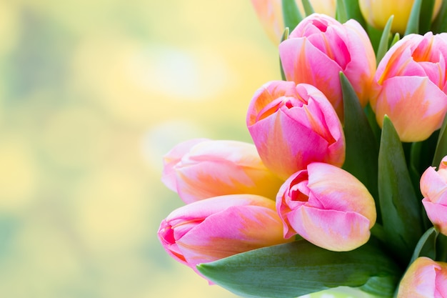 Flores de primavera. Ramo de tulipán coral vivo en el fondo bokeh.