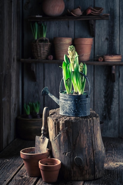 Flores de primavera recién cultivadas en la cabaña de madera rústica