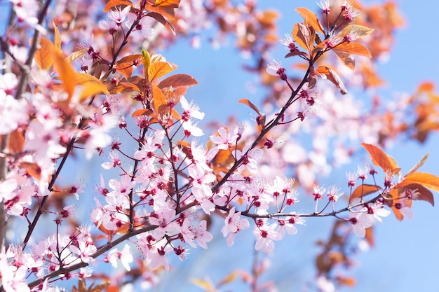 Flores de primavera rosa árbol floreciente sobre fondo de cielo azul