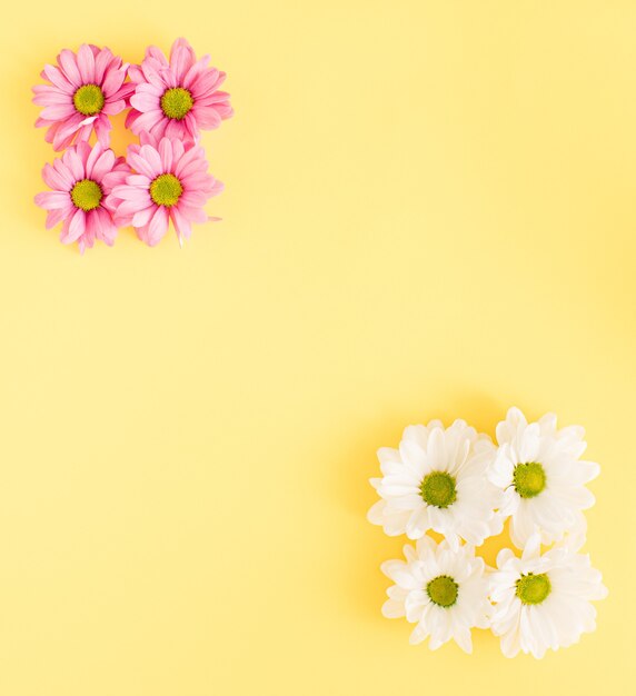 Foto flores de primavera rosadas y blancas, sobre fondo amarillo pastel. concepto mínimo.