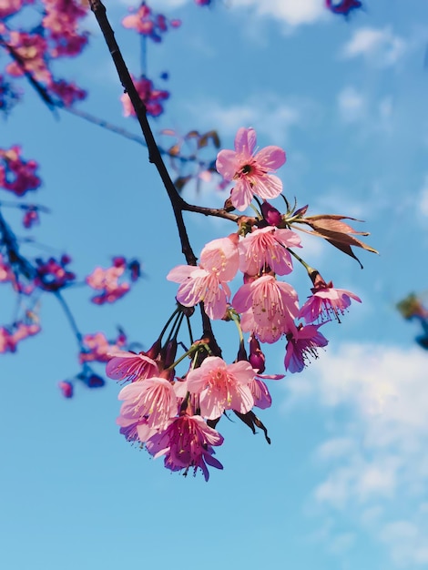 Las flores de primavera de Sakura a la luz del sol florecen en flor de cerezo rosa con el cielo azul