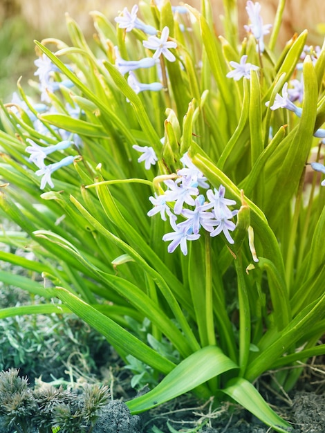 Flores de primavera Scilla, campanilla, las primeras flores después del invierno, banner