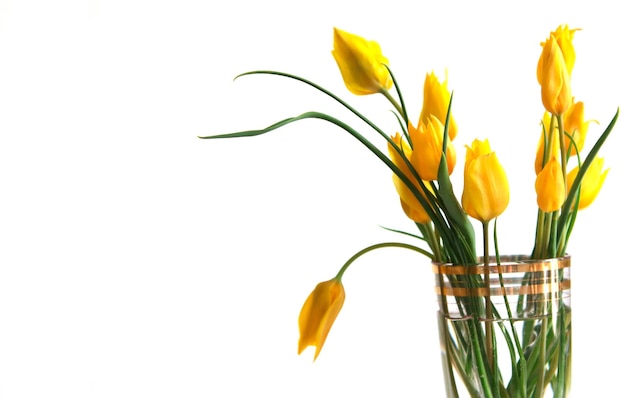 Flores de primavera tulipanes amarillos no son un fondo blanco hermosas flores de primavera lugar para insertar texto y saludos
