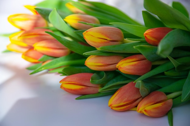 Flores de primavera Tulipanes rojos en ramo