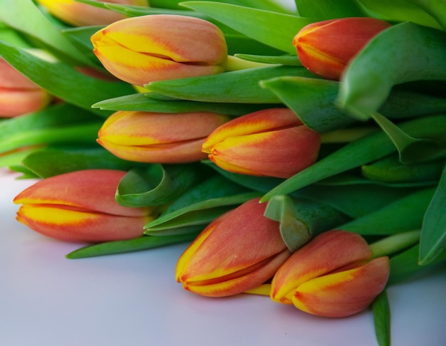 Flores de primavera Tulipanes rojos en ramo