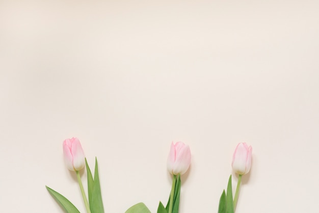 Flores de primavera de tulipanes rosados sobre un fondo blanco, vista superior en estilo plano laical. Felicitaciones por el día de la mujer o la madre. Copia espacio