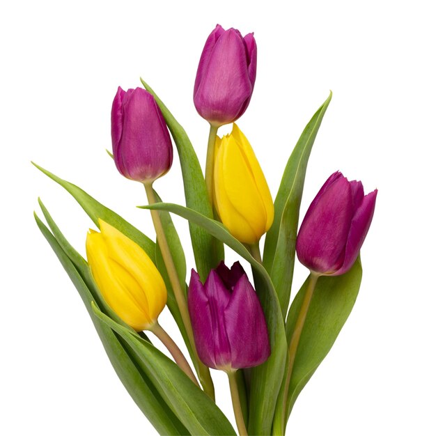 Flores de primavera Tulipanes en tarjeta de felicitación de fondo blanco Tarjeta de felicitación de Pascua del día de la madre