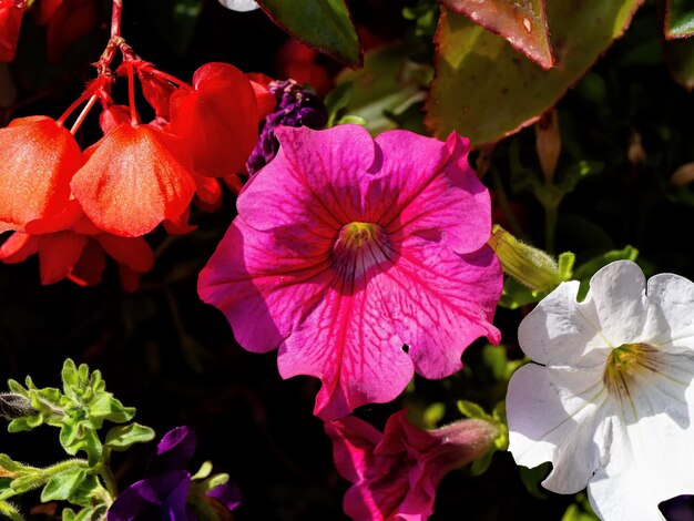 Foto flores de primavera y verano