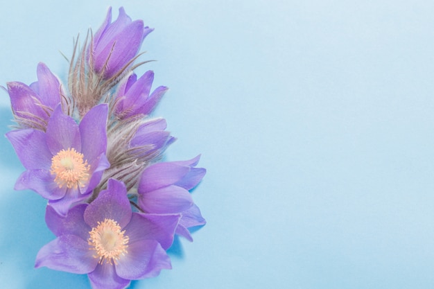 Flores de primavera violeta sobre fondo de papel azul