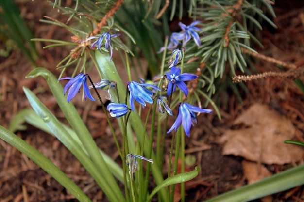 Foto las flores de primavera