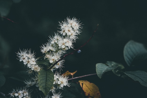 Flores de primavera