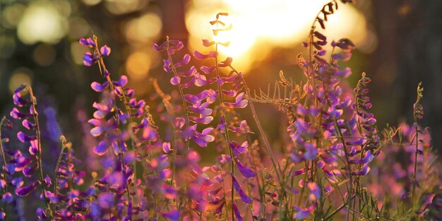 las flores de primavera