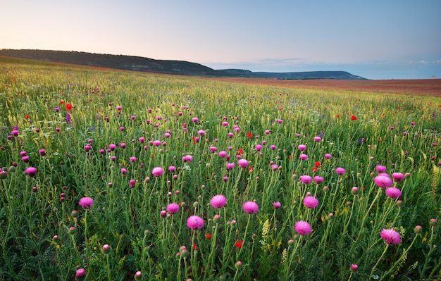 Flores de primavera