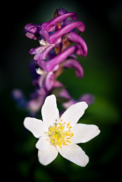 Flores de primavera