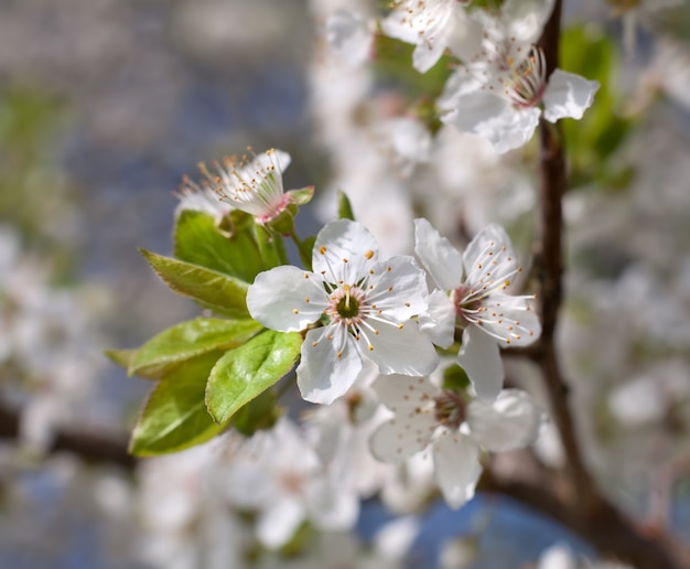 Flores de primavera