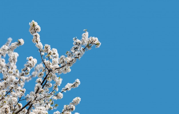 Flores de primavera