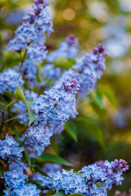 Flores de primavera