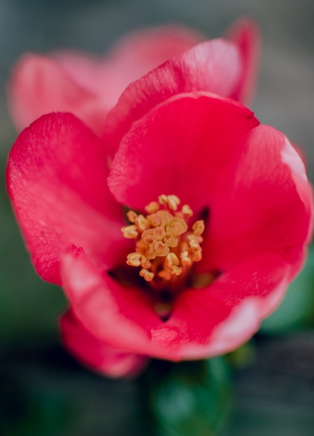 Flores de primavera