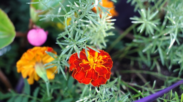 Flores de primavera.