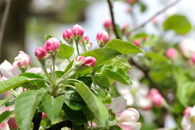 Flores de primavera