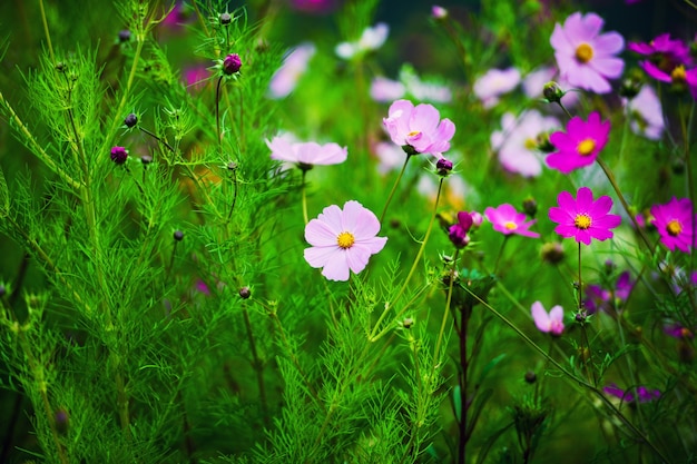 Flores de primavera