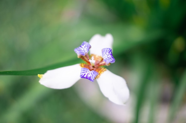 las flores de primavera