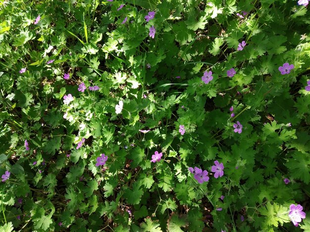 Foto las flores de primavera