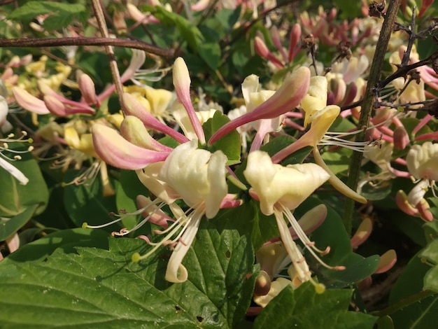 Foto las flores de primavera