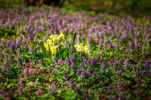 Flores de primavera