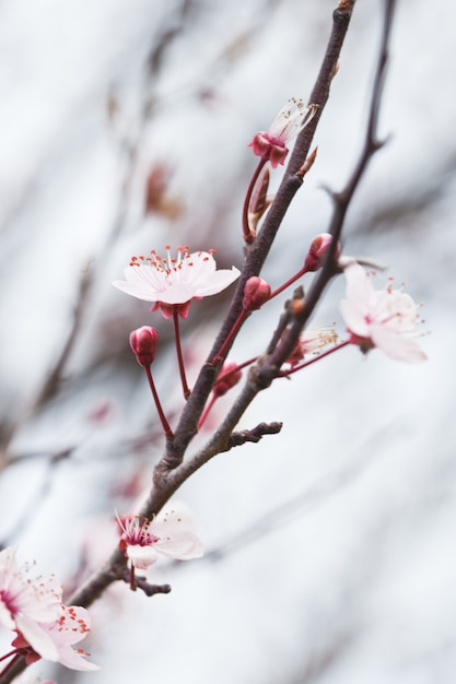 Flores de primavera