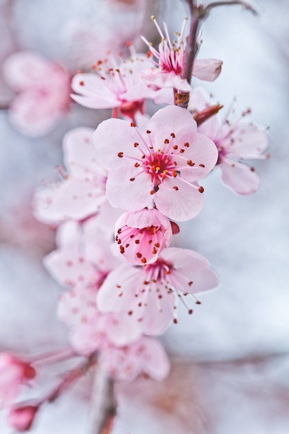 Foto flores de primavera