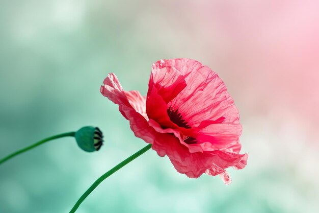 Flores para la primera primavera.