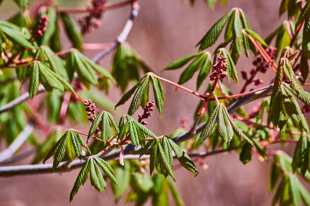 Foto flores primitivas da primavera e folhas verdes de perto