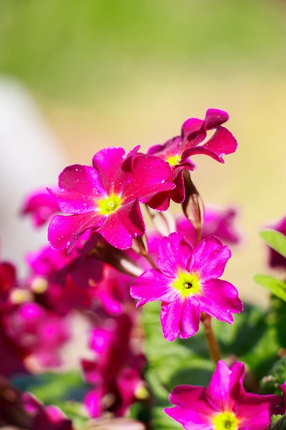 Flores de prímula púrpura de cerca Primeras plantas bajo el sol de primavera Jardinería y cultivo