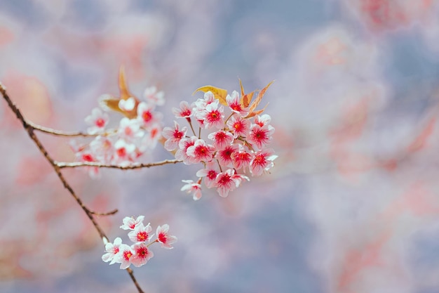 Las flores de Prunus Cerasoides o las flores de Nang Phaya Sua Krong están floreciendo en la temporada de invierno en Tailandia