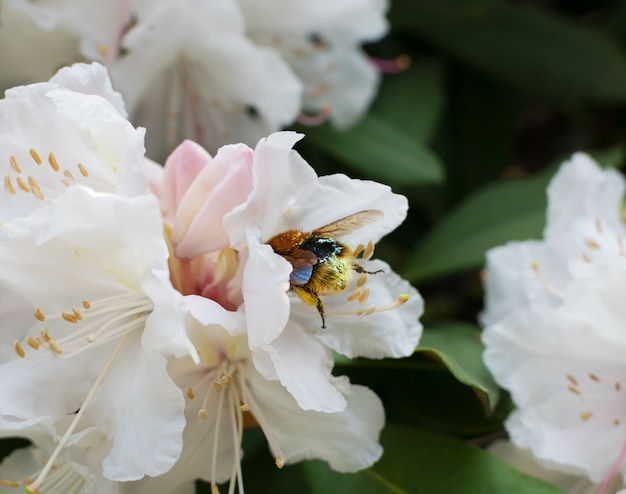 Flores de pseudochrysanthum de rododendro blanco y rosa con abejorro