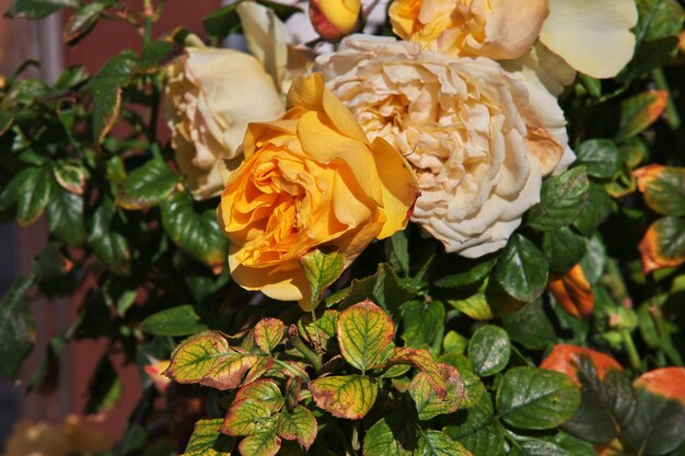 Flores en el pueblo de Lefkara, Chipre