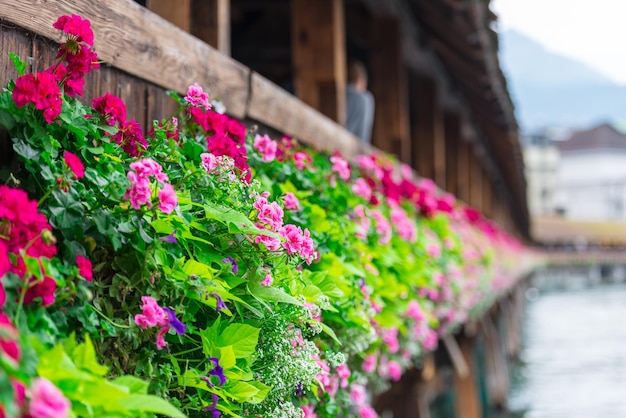 Flores en el puente de la capilla en Lucerna