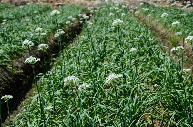 Flores de puerro en la granja.