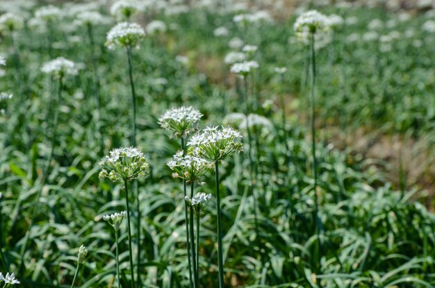 Flores de puerro en la granja.