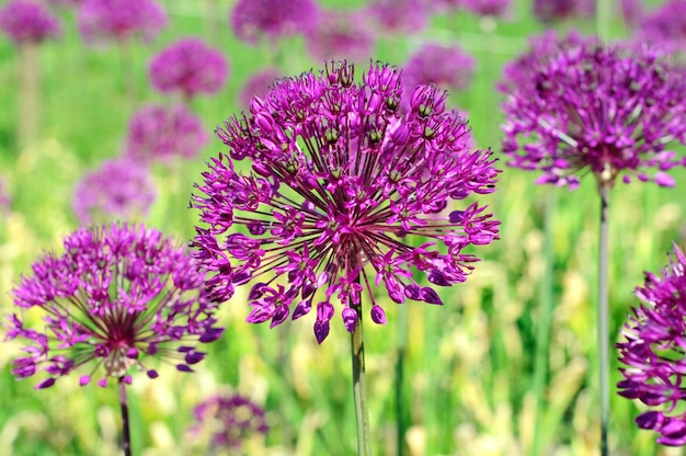 Flores púrpura