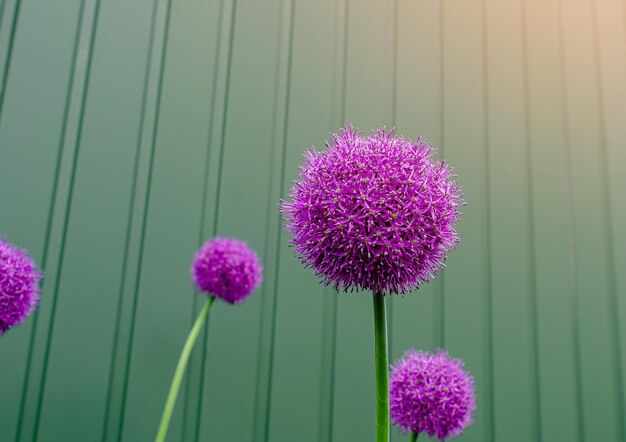 Foto flores púrpuras de allium en un fondo borroso flores decorativas interesantes para arreglos florales